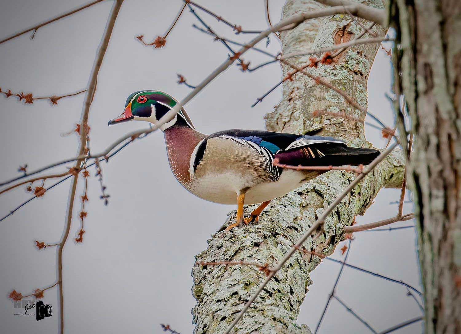 Five fast facts about ornate wood ducks
